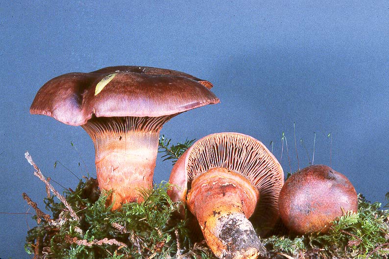 Chroogomphus pseudovinicolor